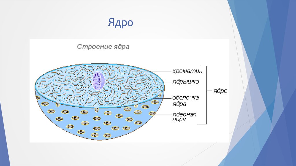 Ядерная оболочка ядрышки. Строение оболочки ядра. Структура ядерной оболочки. Ядро и его строение. Структура ядерной мембраны.