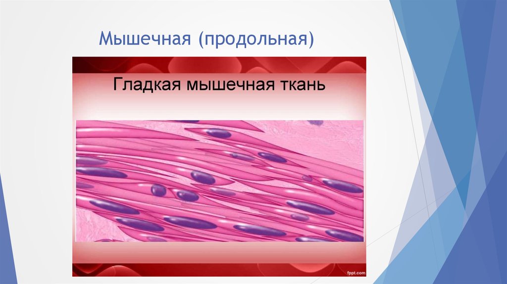 Гладкая мышечная ткань рисунок. Гладкая мышечная ткань состоит из. Продольная мышечная ткань. Изображение гладкой мышечной ткани.