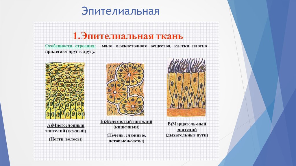 Какой рисунок ткани удлиняет. Ткани животных эпителиальная ткань рисунок. Покровная эпителиальная ткань рисунок. Ткани животных эпителиальная ткань 5 класс. Строение тканей желизестый эпитиллнй.