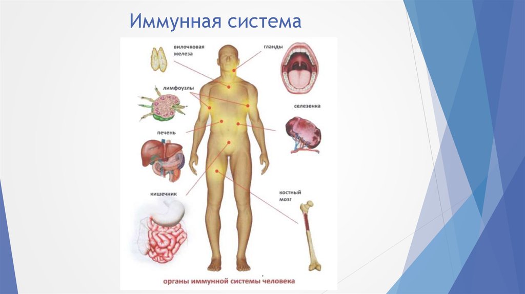 Защитные функции организма презентация