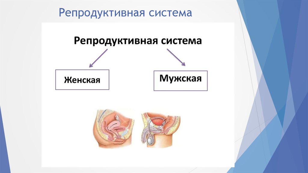 Репродуктивная система 8 класс. Репродуктивная система. Репродуктивные органы человека. Строение репродуктивной системы человека. Мужская и женская репродуктивная система.