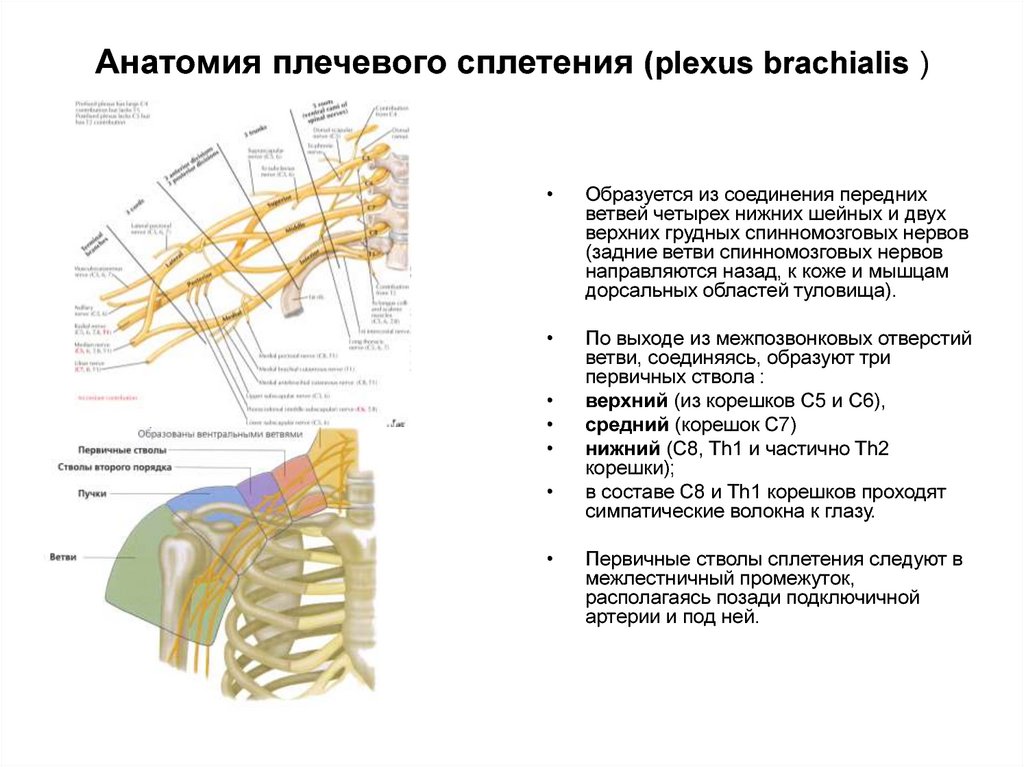 Нервы медиального пучка плечевого сплетения