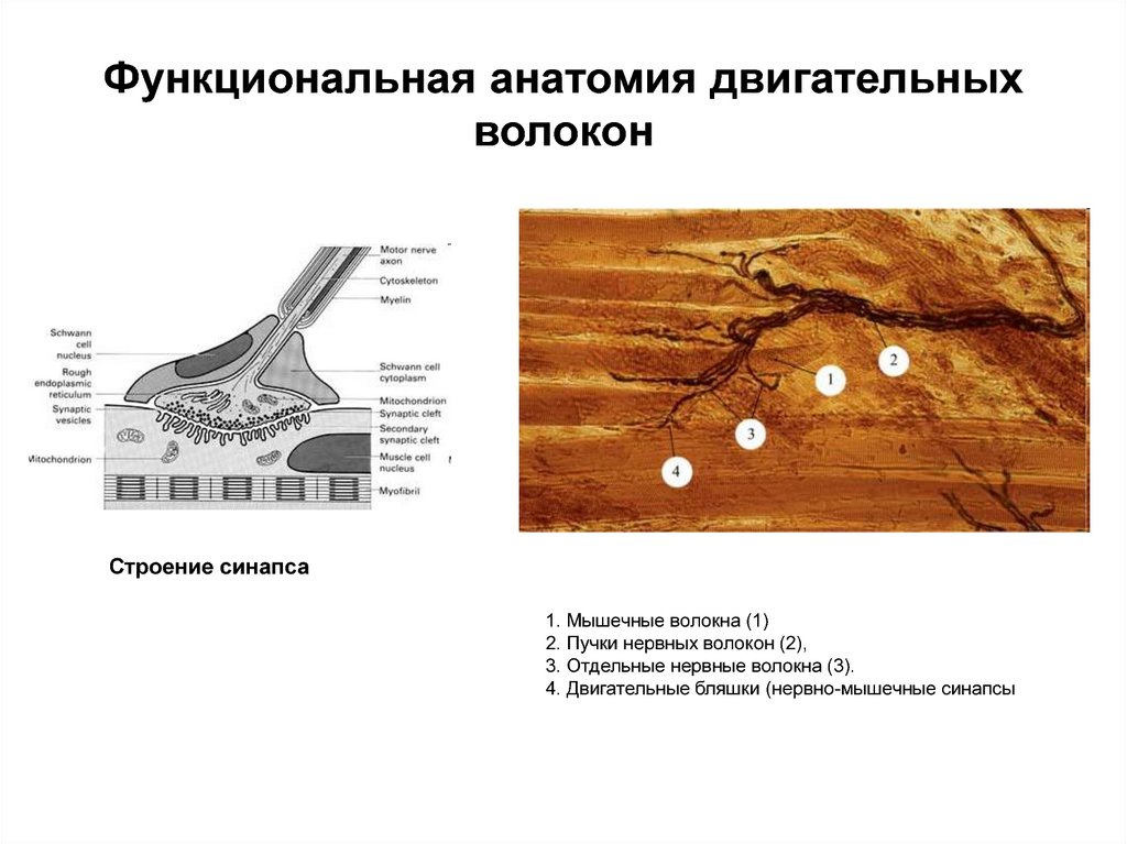 Двигательные волокна содержит. Моторная бляшка нервно-мышечный синапс. Двигательные бляшки. Периферические нервные волокна. Периферические нервы.