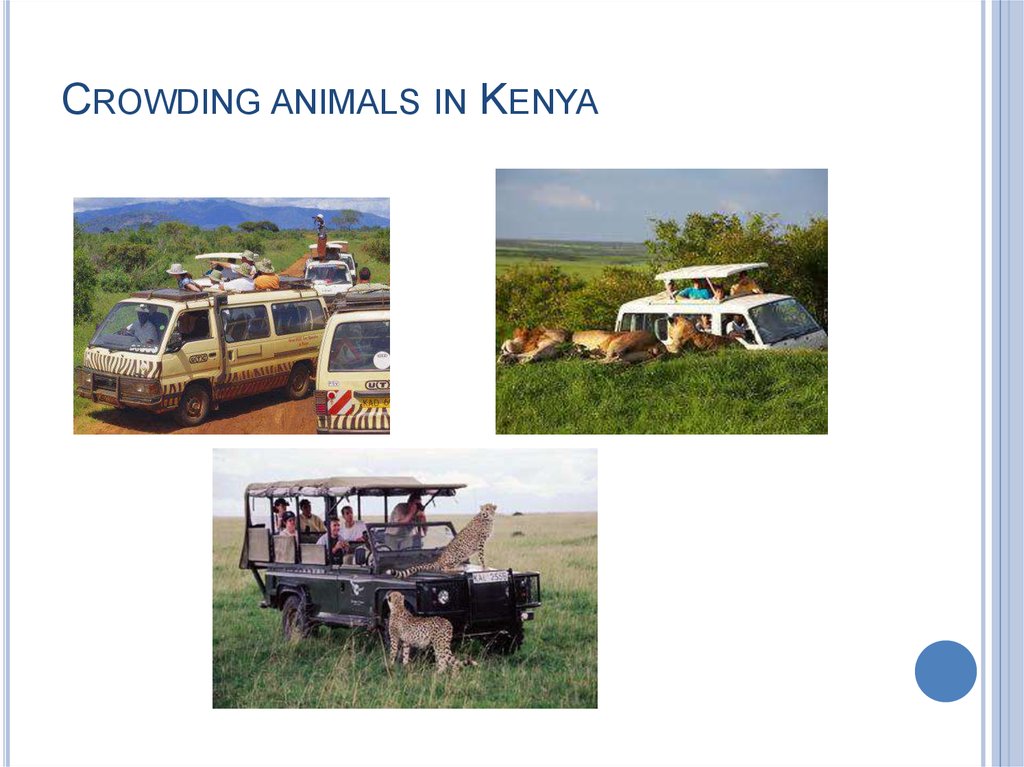 CROWDING ANIMALS IN KENYA