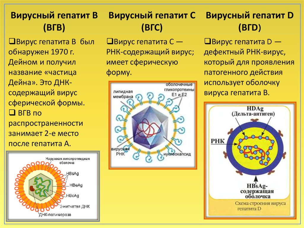 Гемоконтактные вирусные гепатиты