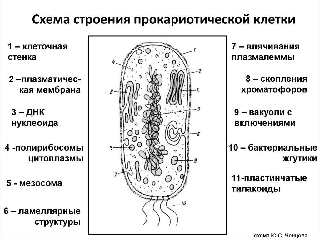 Структура клетки прокариот. Строение эукариотической клетки бактерии. Строение бактериальной клетки прокариот. Строение клетки прокариот. Строение бактерии прокариот.