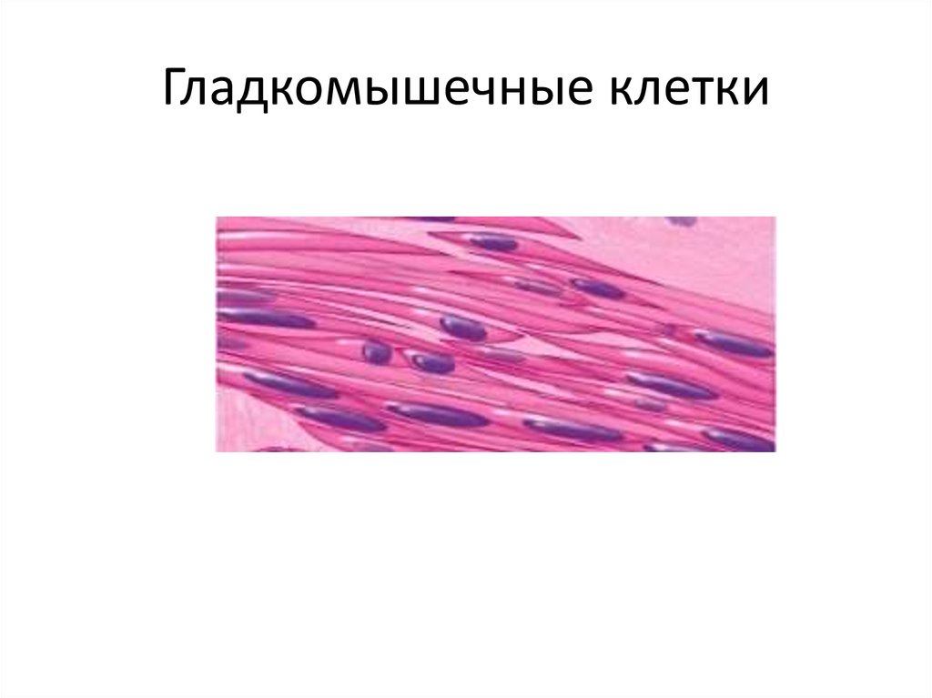 В состав входят клетки миоциты