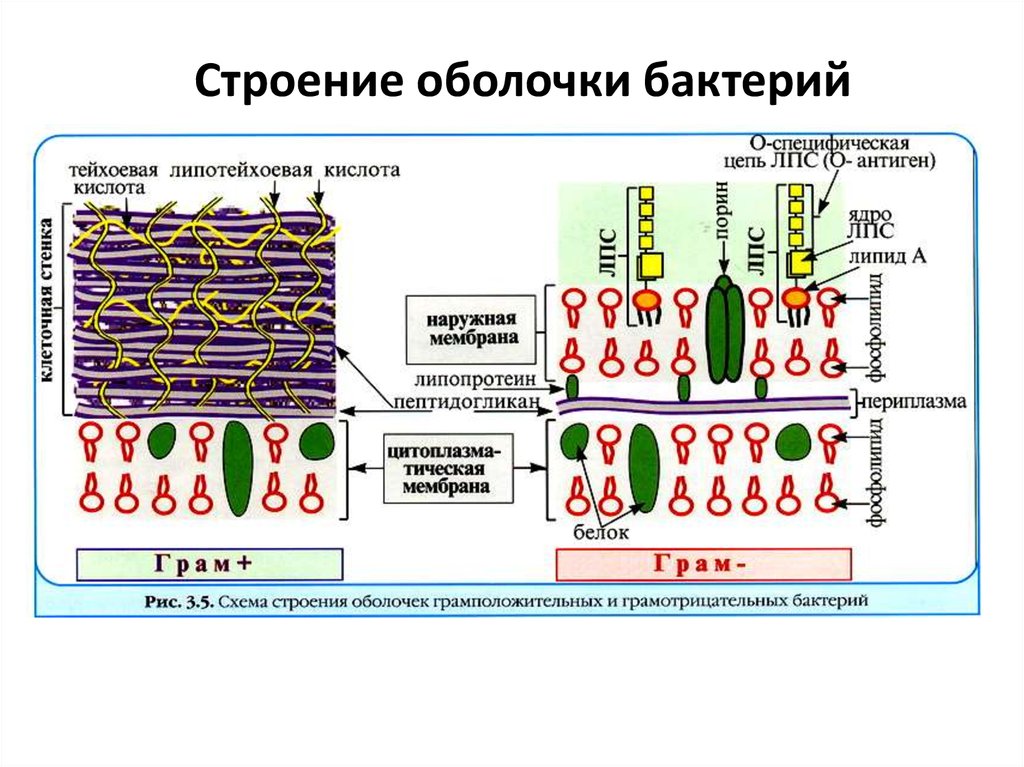 Строение оболочки. Строение мембраны прокариот. Оболочка бактерий функции. Структура оболочки.