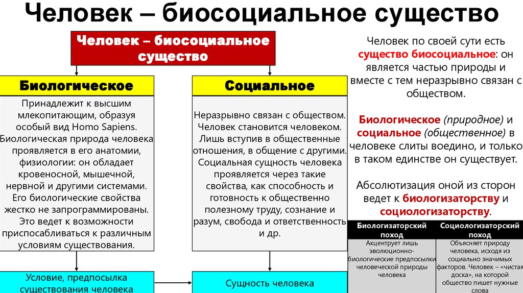 План биосоц сущность человека