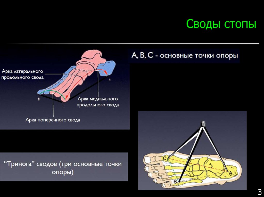 Что значит свод. Латеральный продольный свод стопы. Опорный свод стопы. Точки опоры продольного свода стопы. Продольный и поперечный свод стопы.