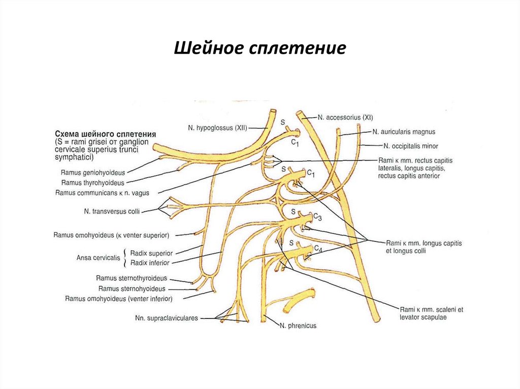 Нервная система латынь. Схема формирования шейной петли. Шейное сплетение схема иннервация. Шейное сплетение спинномозговых нервов схема. Поверхностная шейная петля.