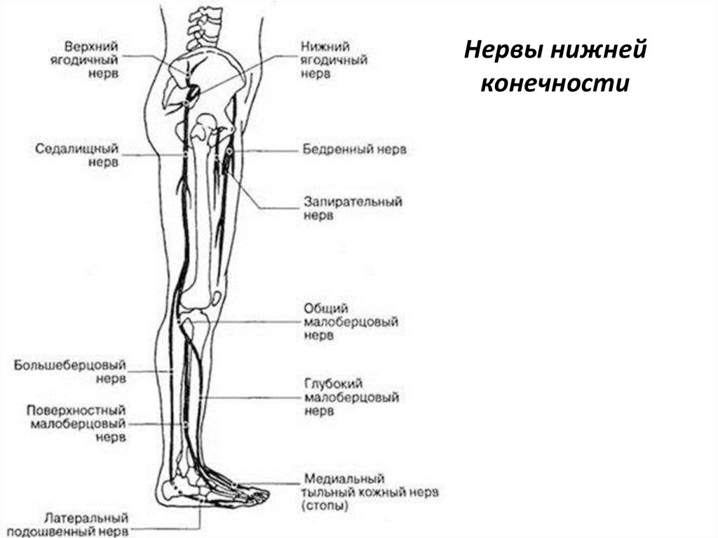 Строение ноги до колена. Схема иннервации нервов нижних конечностей. Схема нервов нижней конечности. Малоберцовый нерв иннервация кожи. Топография иннервации нижней конечности.