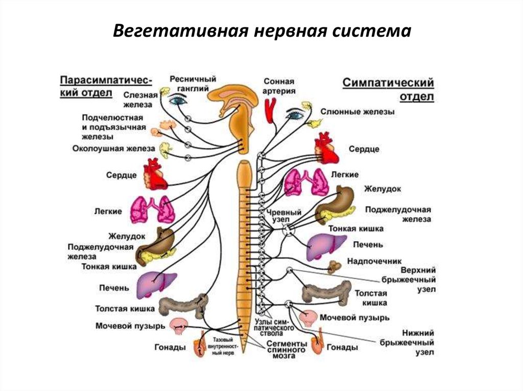 Центральная нервная система фото