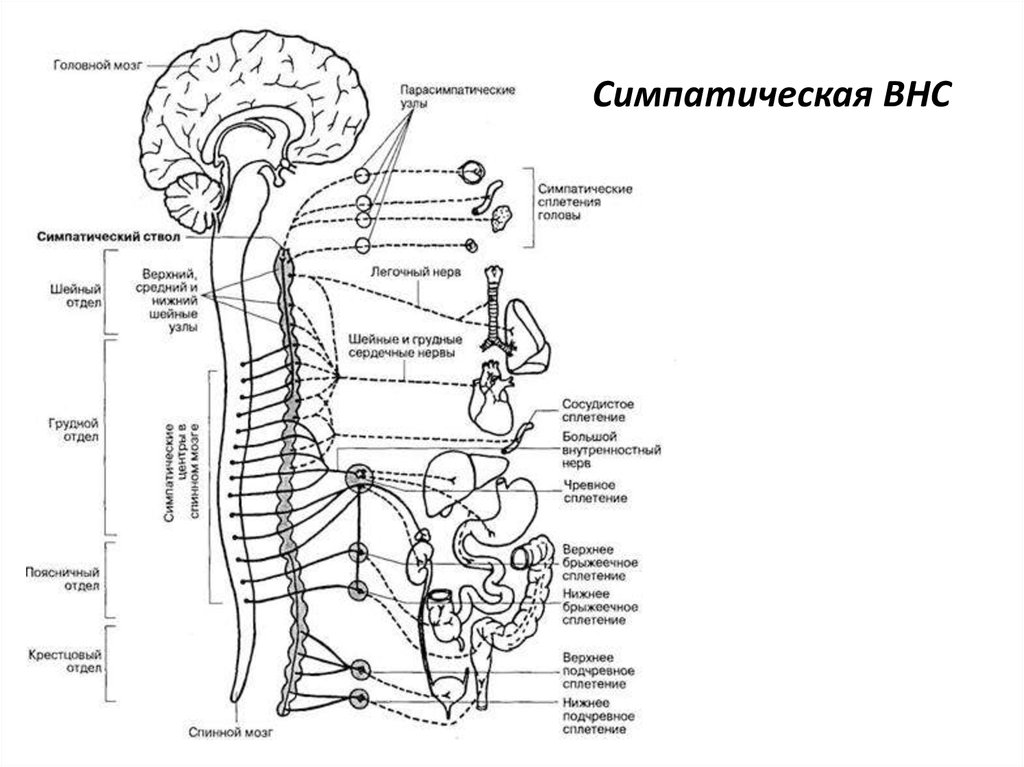 Общий план строения автономной нервной системы