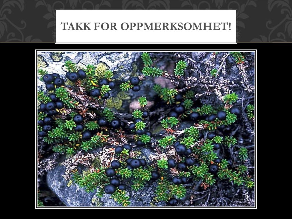 Takk for oppmerksomhet!
