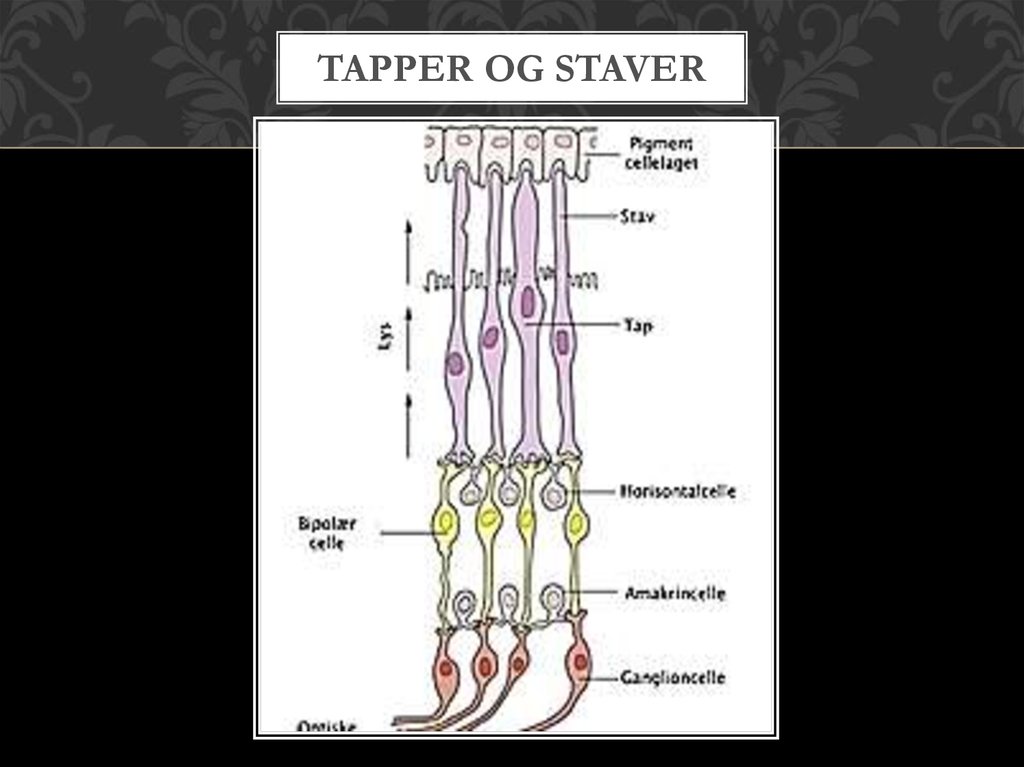 Tapper og staver