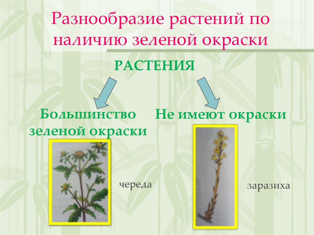 Разнообразие растений по наличию зеленой окраски