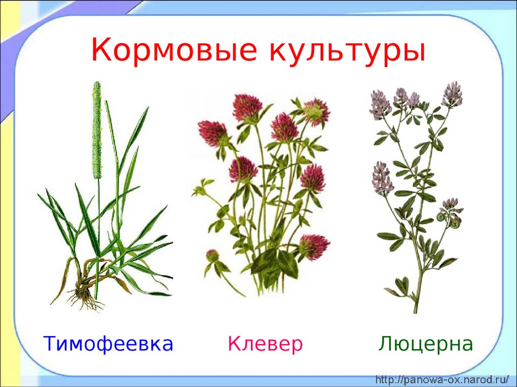 Кормовые культуры презентация