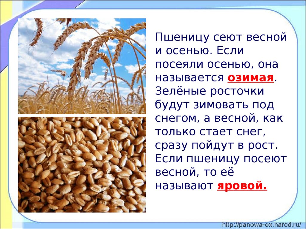 Зерно сеют или сеят как правильно. Сообщение о пшенице. Сеют пшеницу. Какую пшеницу сеют весной. Пшеница для презентации.