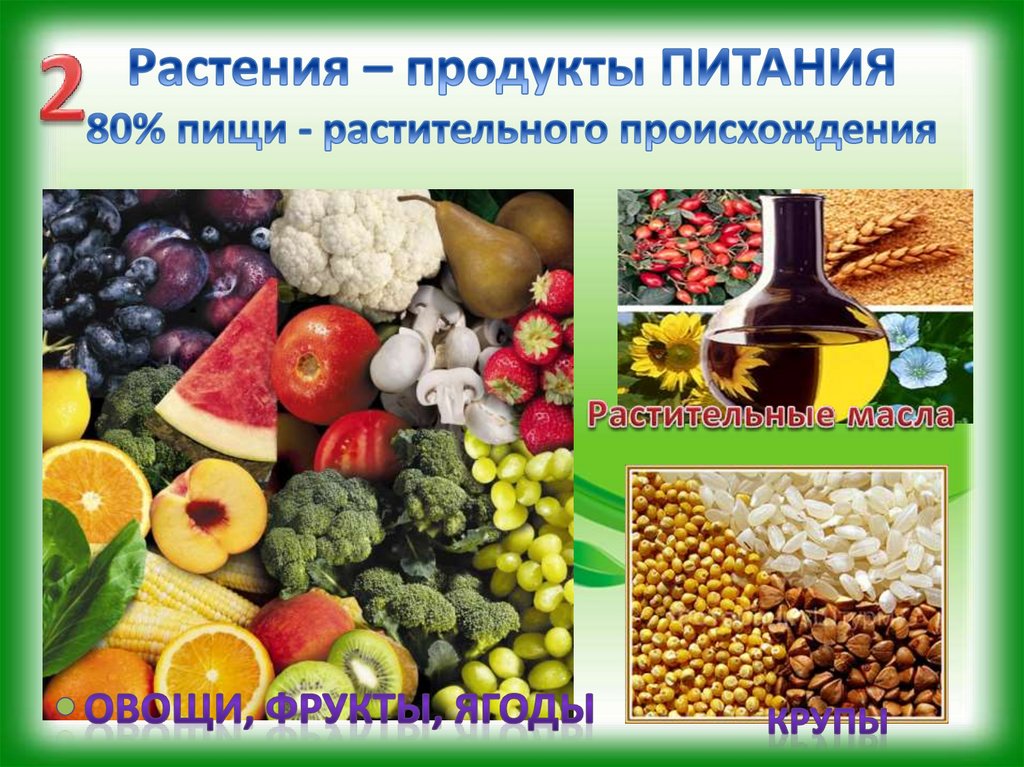 Определен растительный продукт. Продукты питания растительного происхождения. Питание растительного происхождения. Растения источник пищи для человека. Растительное происхождение.