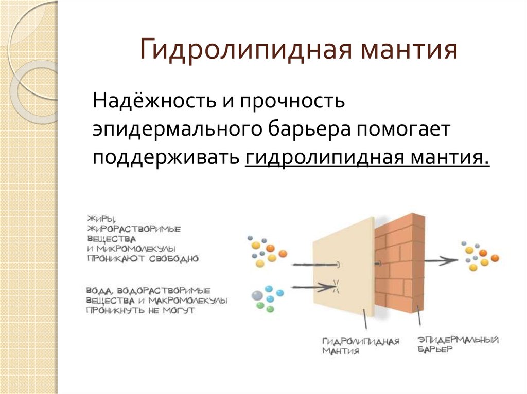 Гидролипидная мантия и всё, что с ней связано: укрепляем защитный барьер кожи