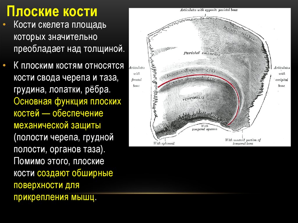 Функции плоских костей. Кости свода, черепа лопатка Грудина. Плоские кости. К палочки костям относятся. Строение плоских костей.