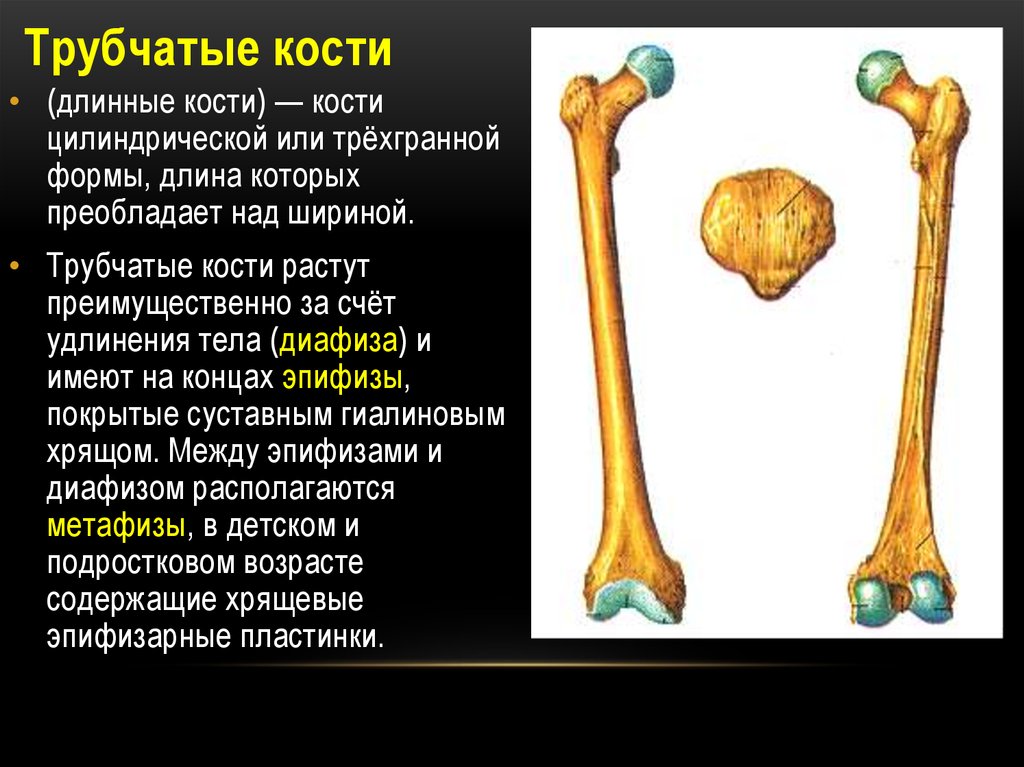 Назовите длинные кости. Трубчатые кости. Трубчатые кости человека. Длинные трубчатые кости. Длинных трубчатых костей.