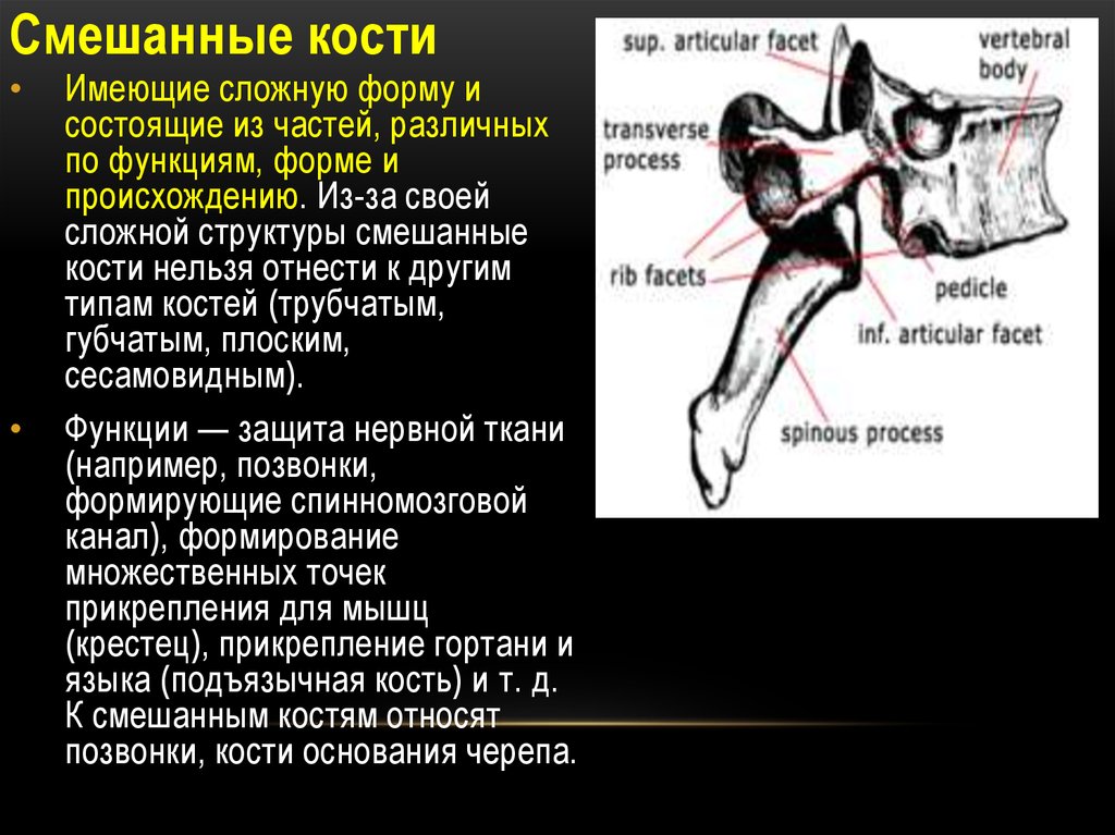 Почему кости