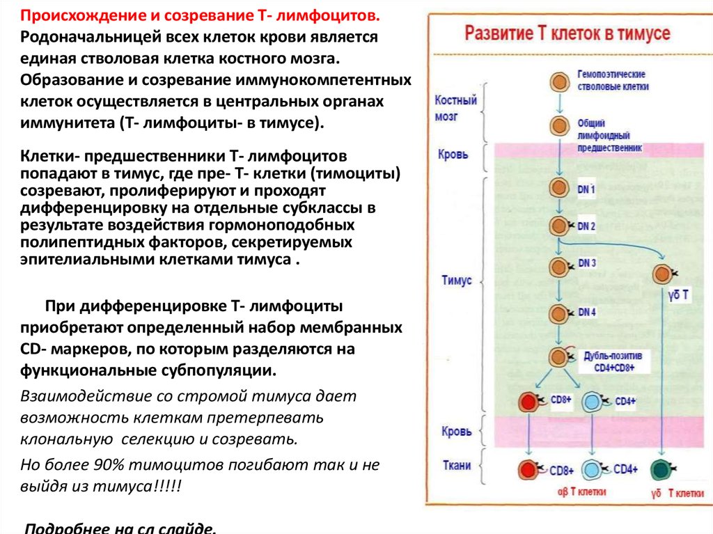 Количество т клеток. Схема дифференцировки т и в лимфоцитов. Этапы созревания б лимфоцитов. Генез развитие и дифференцировка лимфоцитов. Стадии развития лимфоцитов.