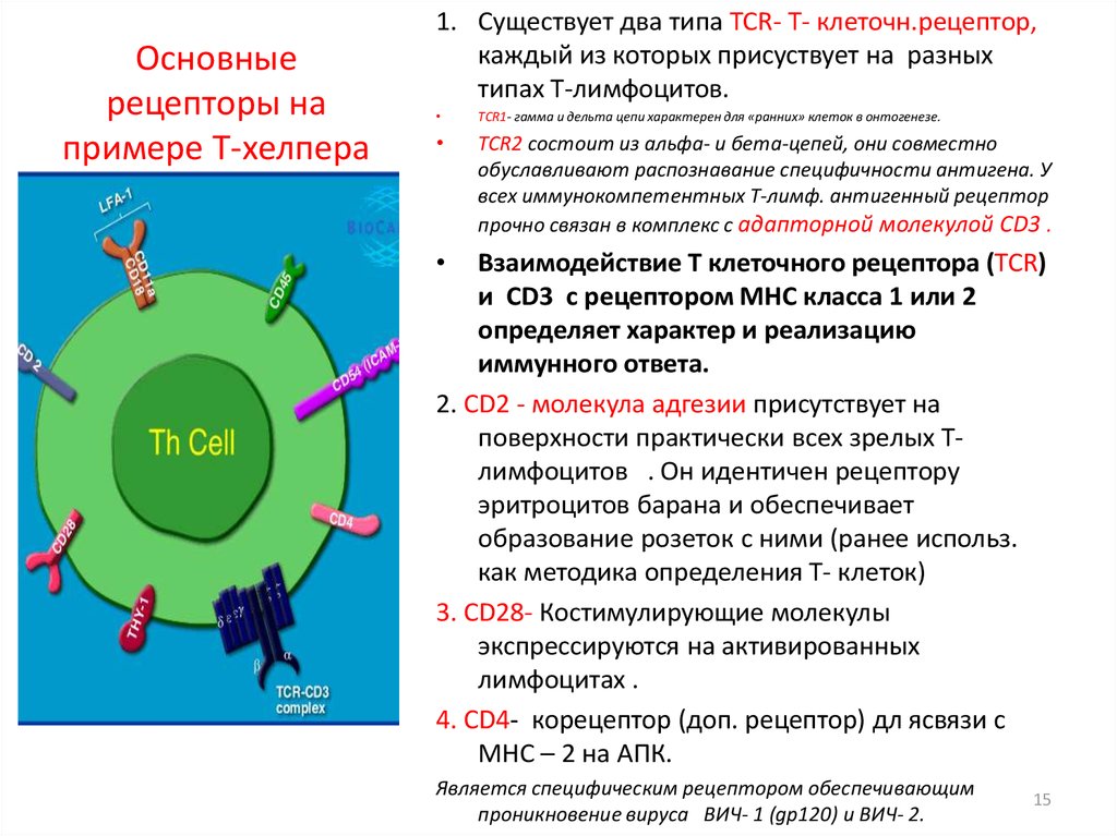 Клетки участвующие в иммунном ответе