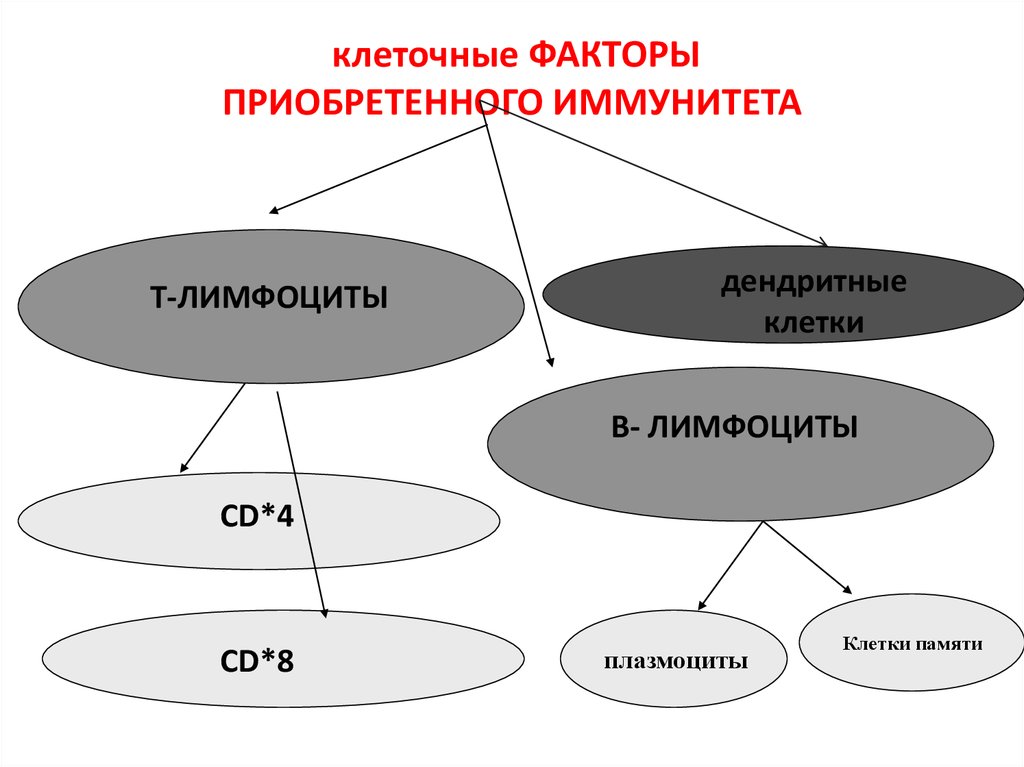 Клеточные факторы. В-лимфоциты – клеточные факторы приобретенного иммунитета. Хелперы матрицы.