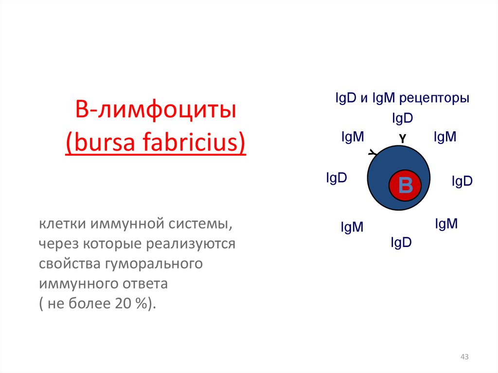 В-лимфоциты (bursa fabricius)