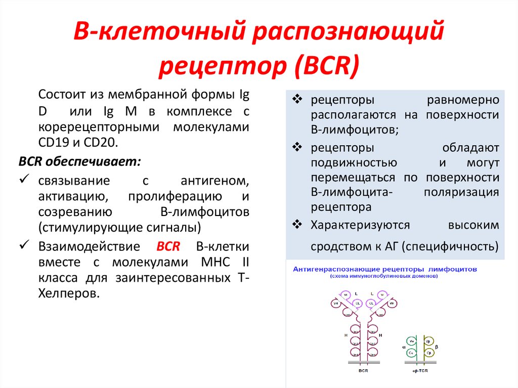 B-клеточный распознающий рецептор (BCR)