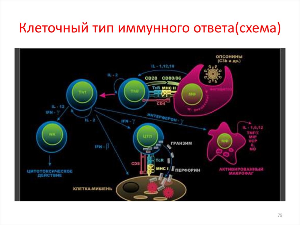 Кооперация клеток в иммунном ответе. Схема кооперации клеток в иммунном ответе. Иммунный ответ клеточного типа. Дифференцировка b лимфоцитов. В иммунном ответе участвуют клетки