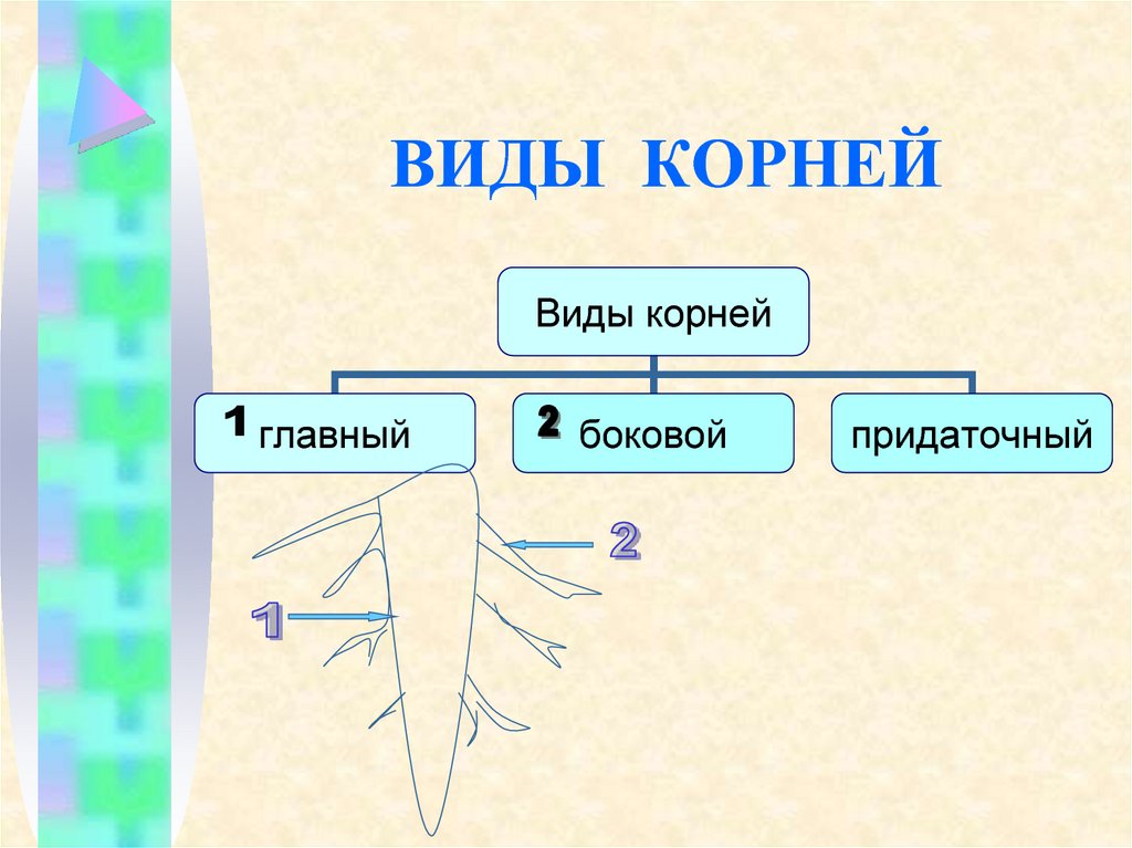 Презентация на тему виды корней и типы корневых систем 6 класс биология