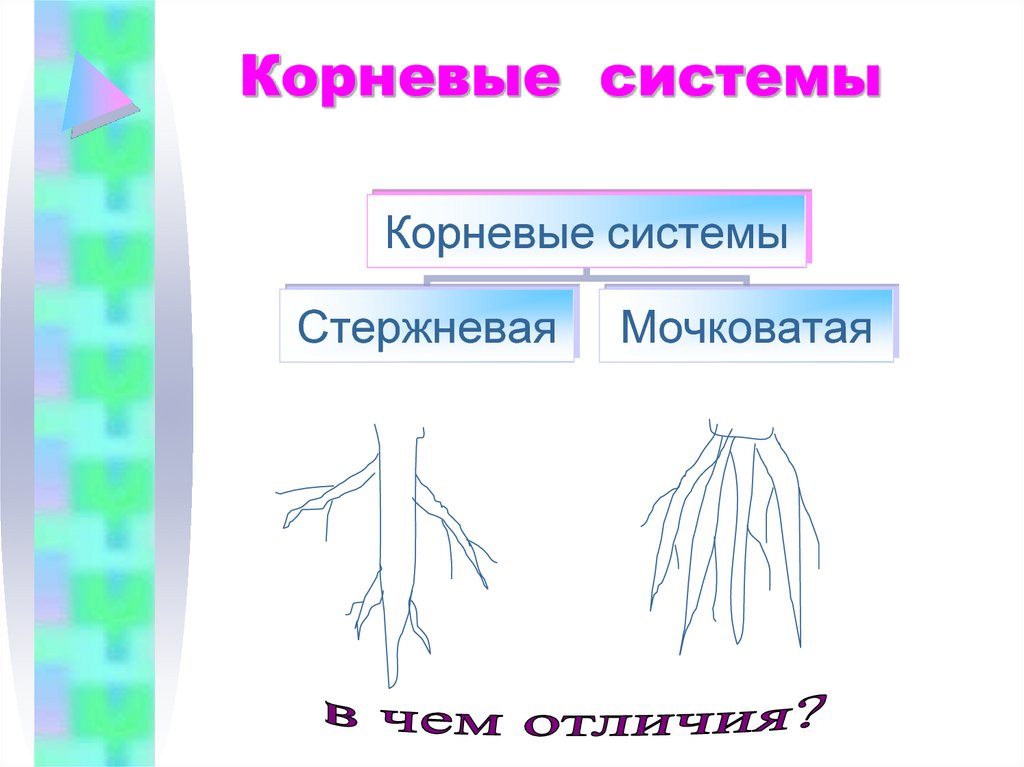 Определите тип корневой системы и виды корней обозначенных на рисунке 1 и 2