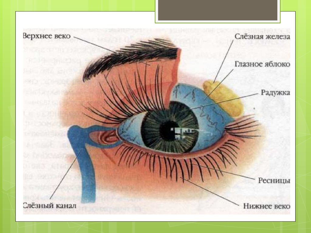 Составляющее глаза. Внешнее строение глаза человека. Внешнее строение глаза человека схема. Строение глаза человека анатомия.