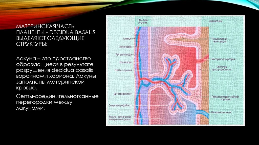 Стр мат. Плацента материнская и плодная часть. Строение материнской и плодной части плаценты человека. Плодная и материнская часть плаценты отличия. Септы материнской части плаценты.