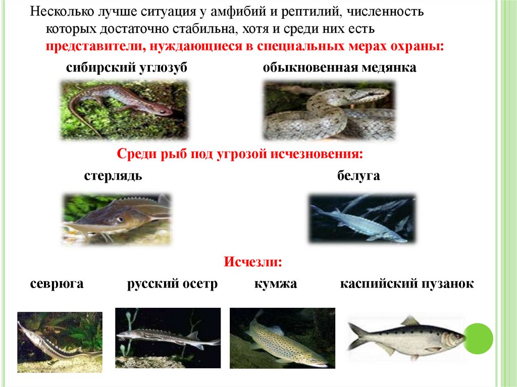 Животный мир нижегородской области презентация