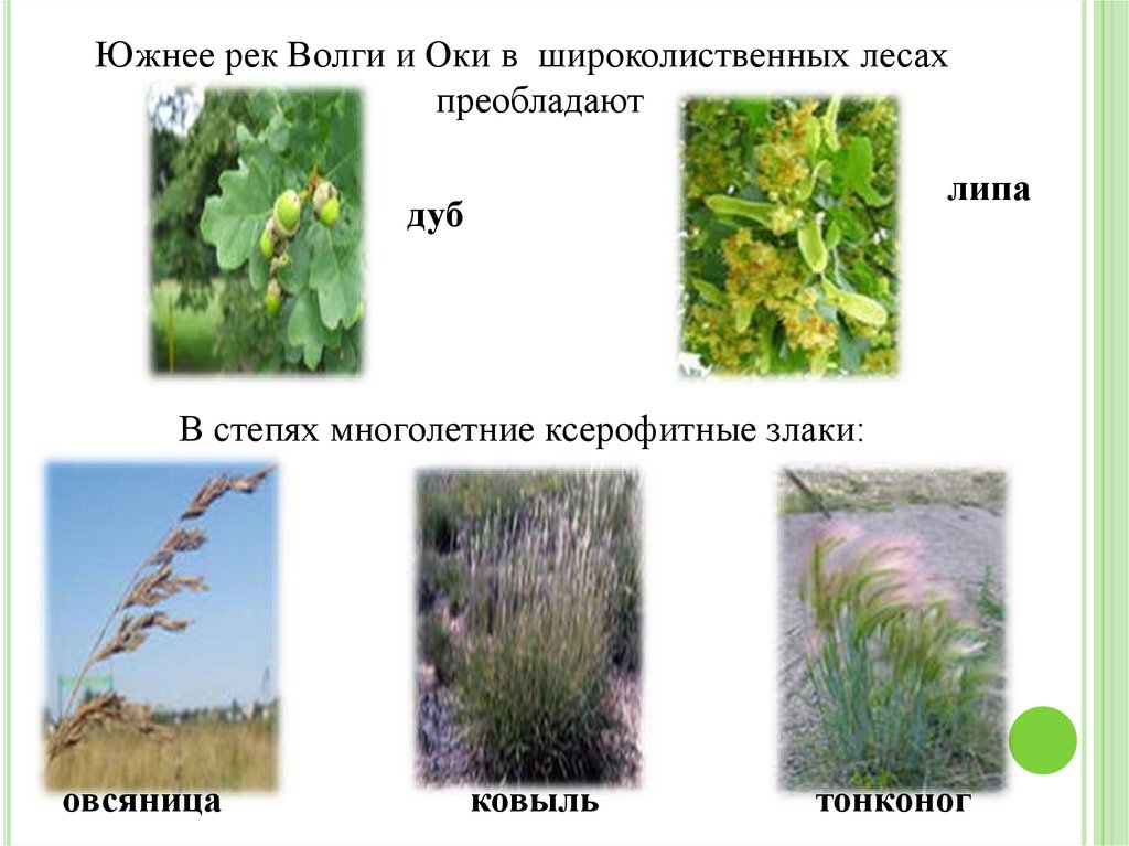 Животный мир нижегородской области презентация