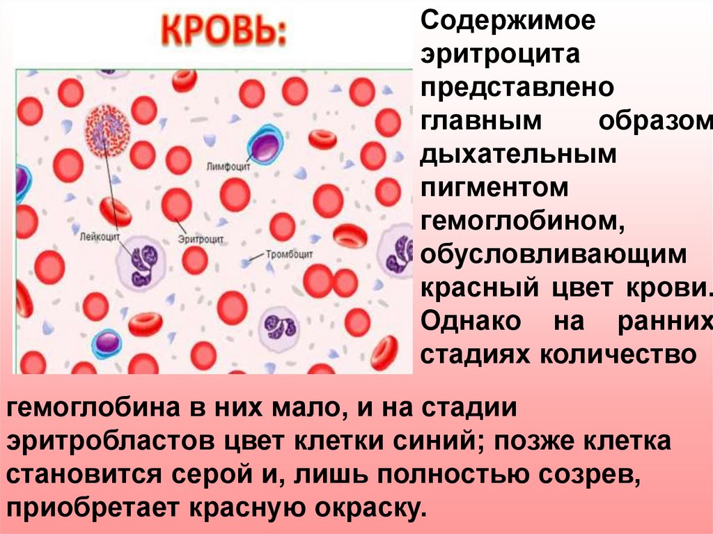 Развитие клеток крови презентация