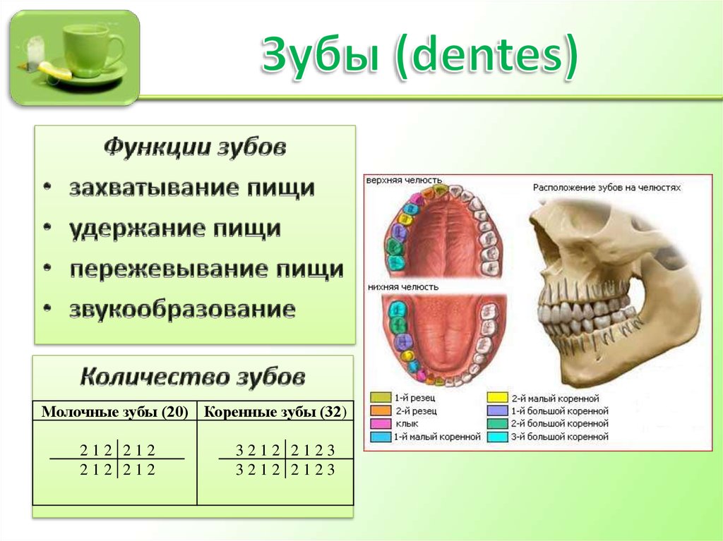 Анатомия зубов для стоматологов презентация