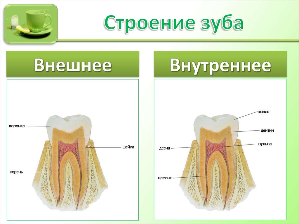 Внутреннее строение зуба рисунок