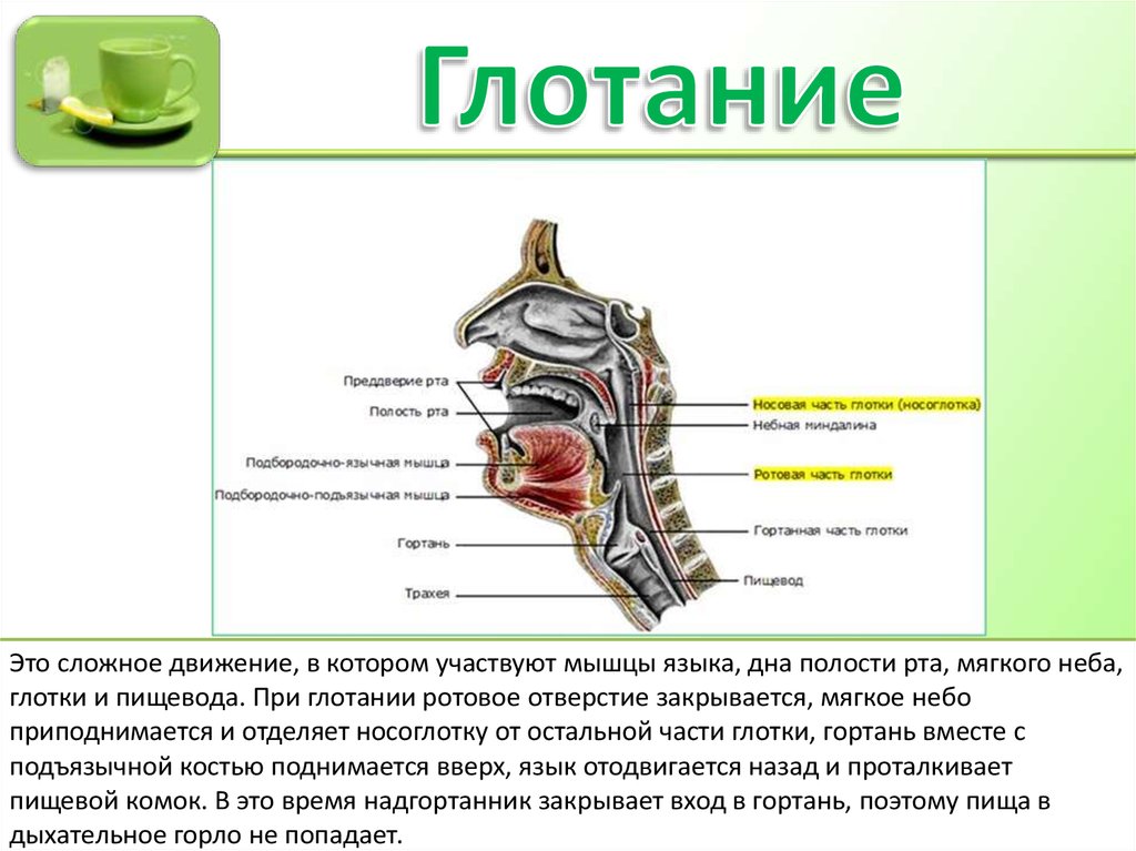 Глотание пищи. Пищеварение в полости рта глотание. Мягкое небо при глотании. Пищеварение в ротовой полости глотка и пищевод. Путь пищи при глотании.