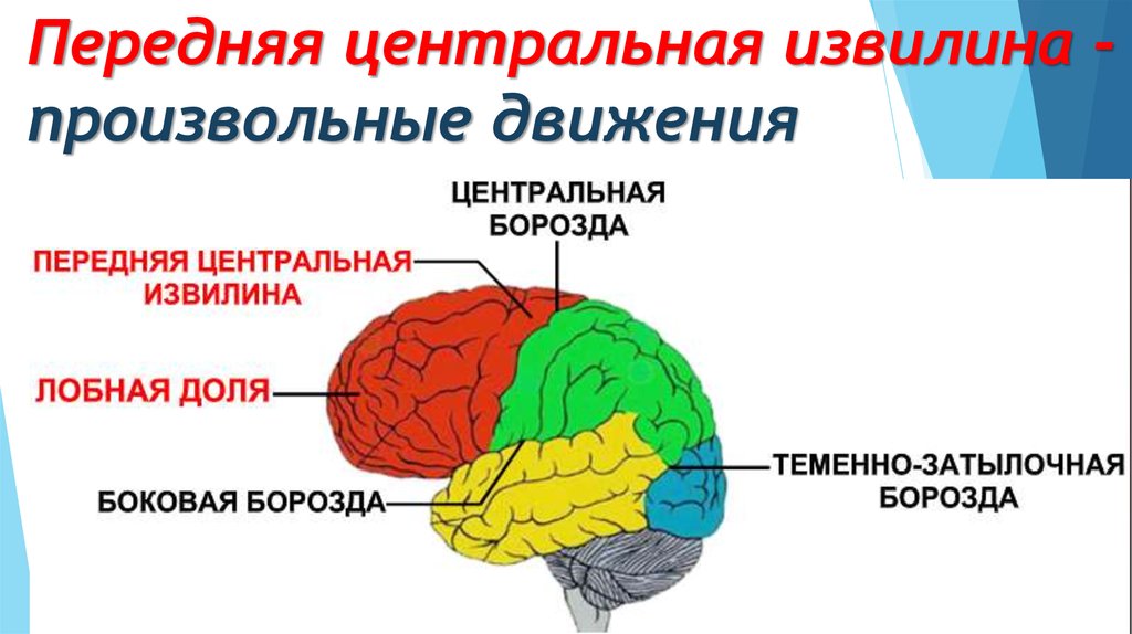 Задние доли мозга. Передняя Центральная извилина лобной доли. Предцентральная извилина лобной доли. Задняя Центральная извилина мозга. Передние и задние центральные извилины.