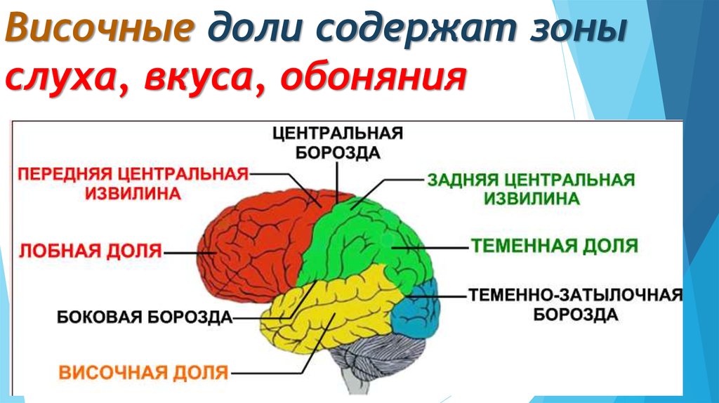 Функции лобной доли головного. Анатомия височной доли головного мозга. Функции височной доли головного.