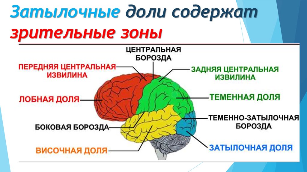 Зрительная зона расположена в. Затылочная доля мозга функции. Функции затылочной доли головного мозга. Затылочный отдел мозга функции. Поражение затылочной доли головного мозга симптомы.