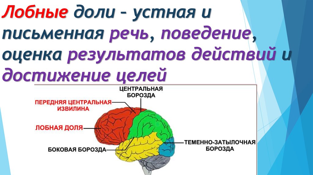 Левое полушарие доли. Борозды лобной доли больших полушарий. Зоны лобной доли головного мозга. Функции лобной доли головного мозга.