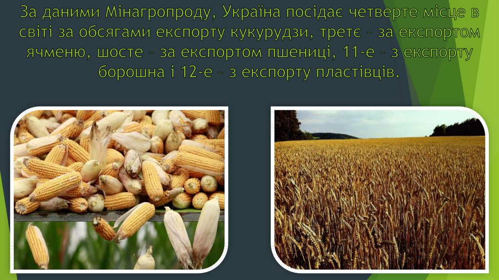 За даними Мінагропроду, Україна посідає четверте місце в світі за обсягами експорту кукурудзи, третє – за експортом ячменю,