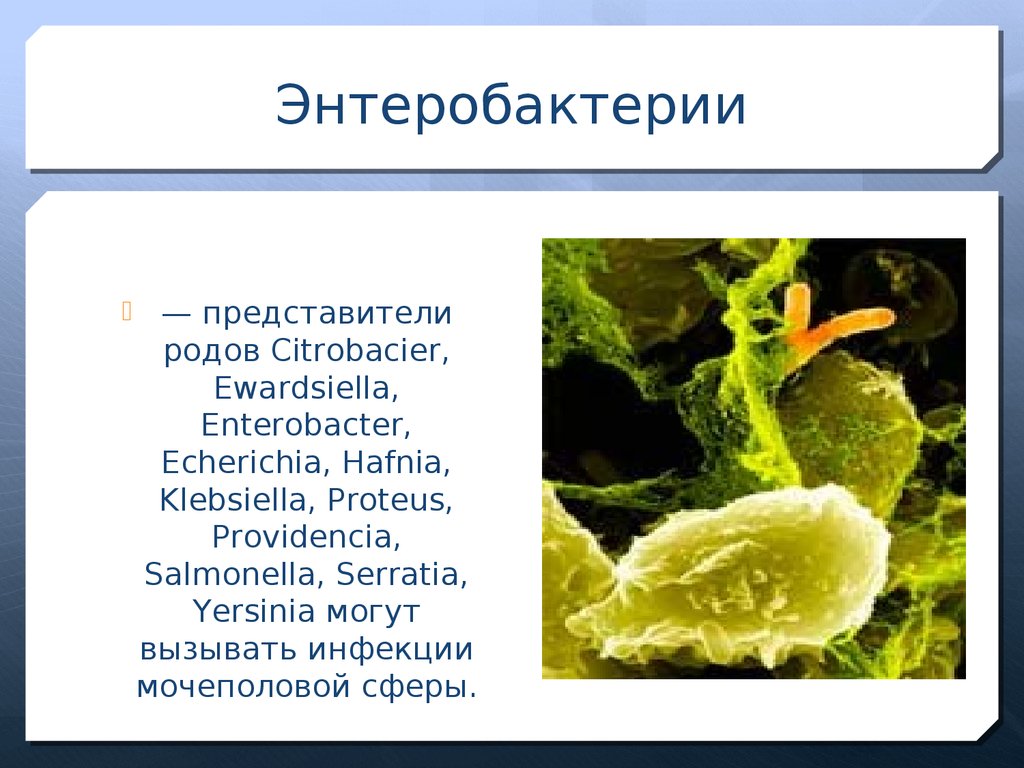 Сероводород бактерии. Микроорганизмы семейства Enterobacteriaceae. Энтеробактерии Yersinia. Патогенные представители энтеробактерий. Энтеробактерии Тип питания.